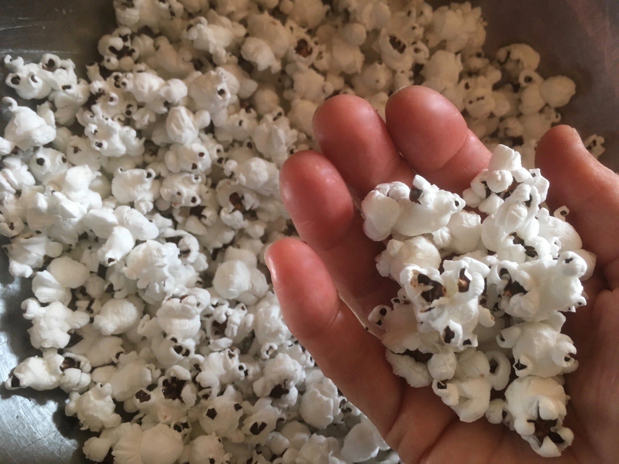 New Year... More POP! Why my popcorn won't pop? Prairie Road Organic Seed