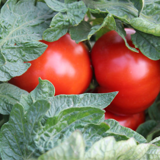 How To Decide The Best Tomatoes And Peppers To Grow