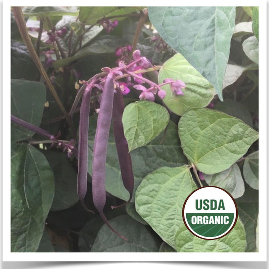 Blooming Prairie purple beans flowering and setting beans at Prairie Road Organic Seed
