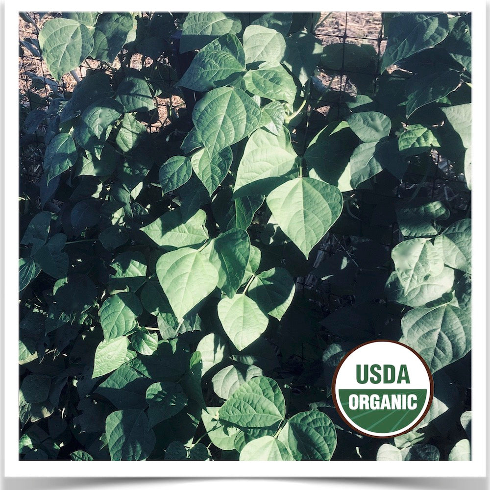 Prairie Road Organic Seed Dutch Brown pole bean climbing a fence grown from certified organic seed.