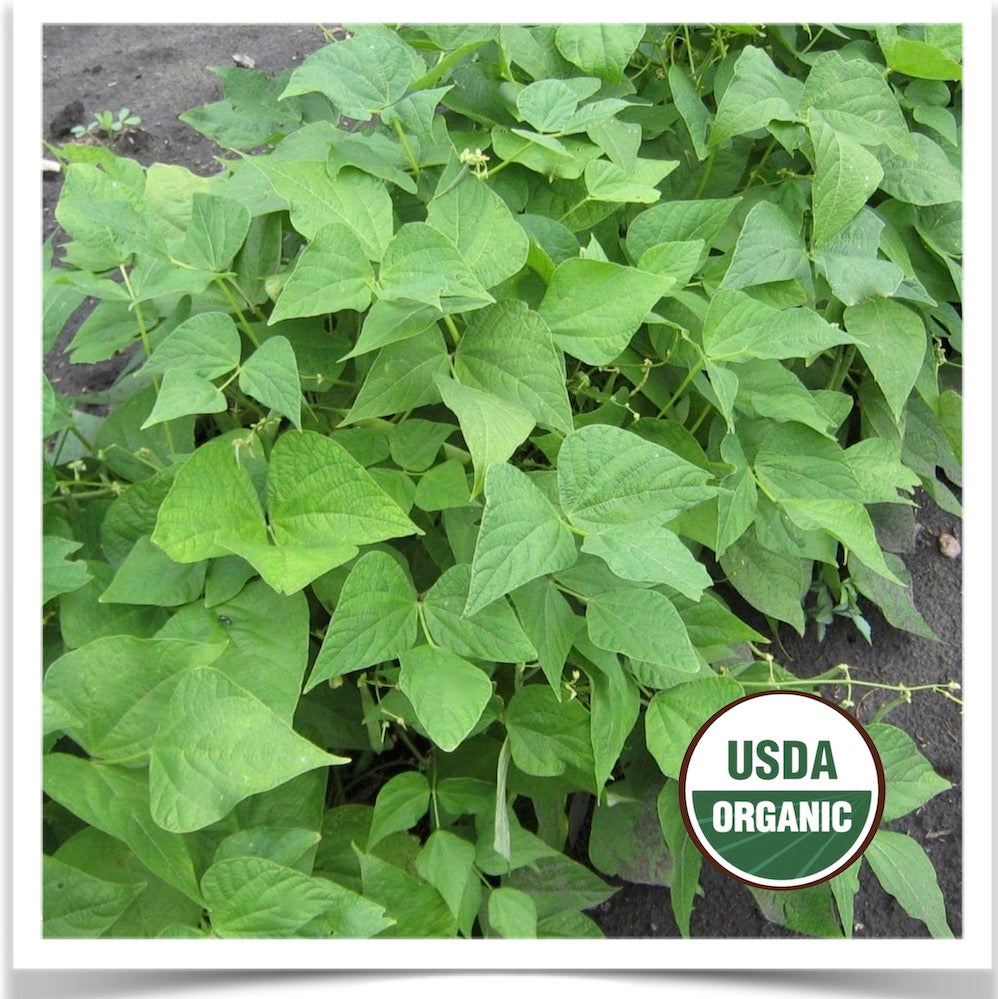 Certified organic seed Arikara Yellow beans in production.