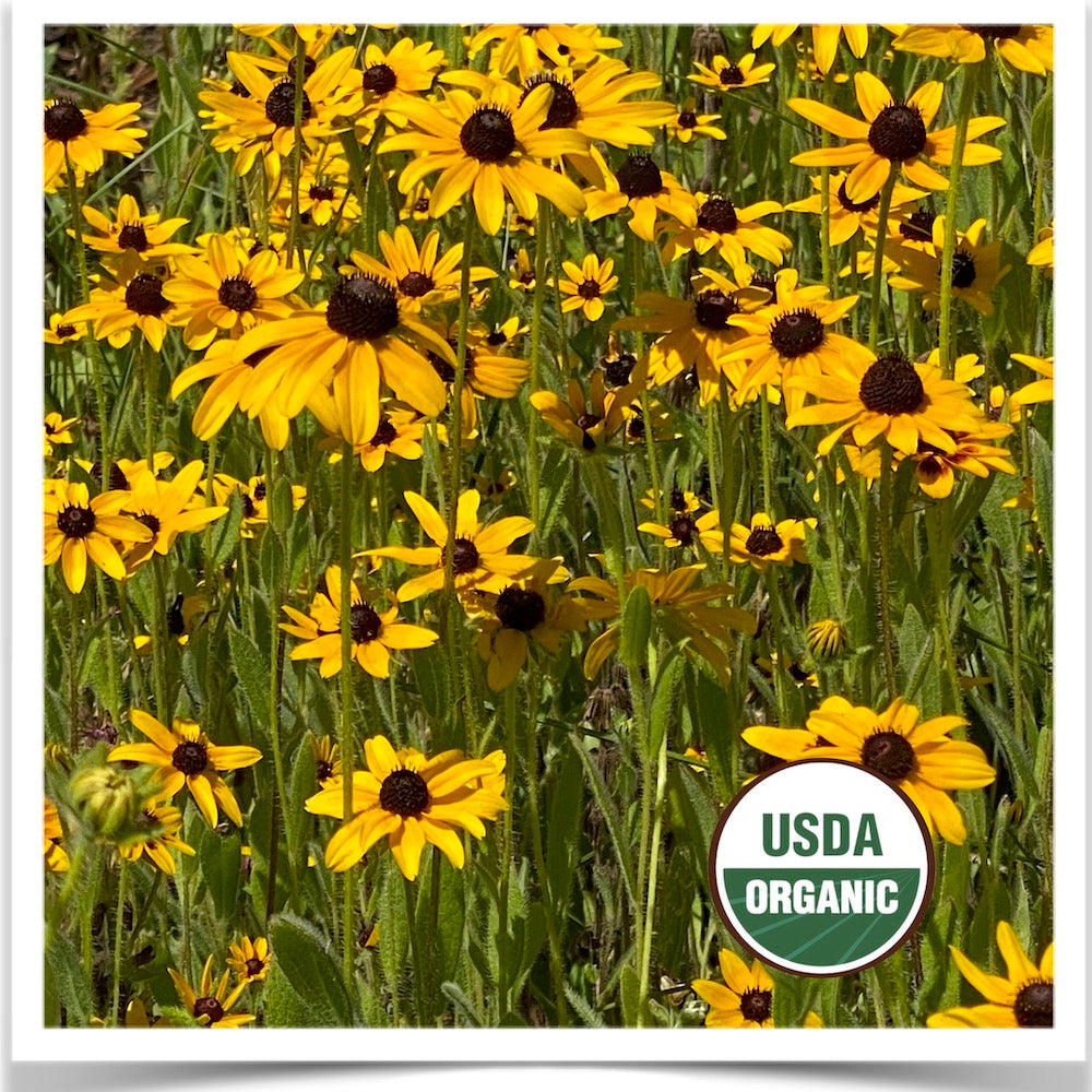 Black Eyed Susan wildflower plot at Prairie Road Organic Seed