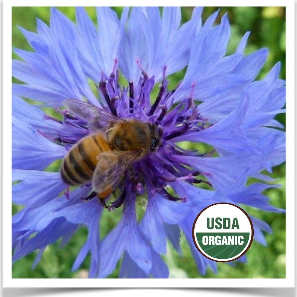 Blue Boy bachelor buttons being visited by a honey bee at Prairie Road Organic Seed.