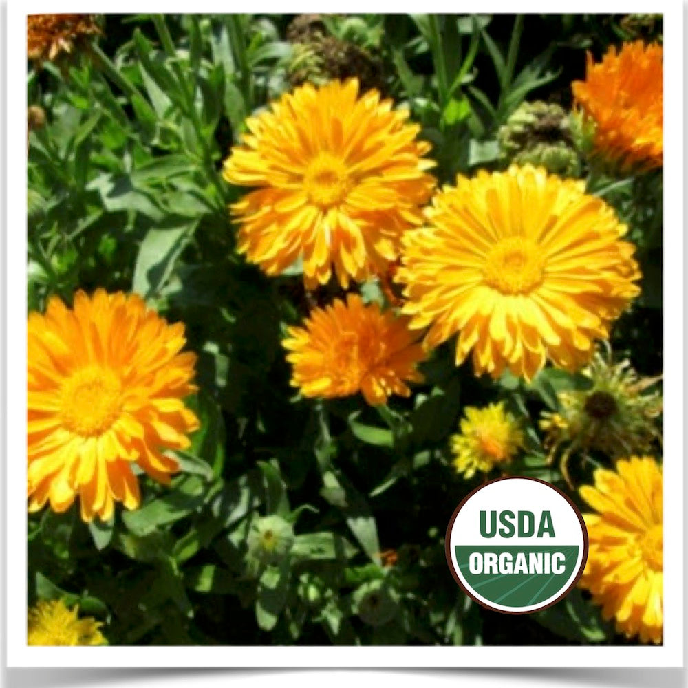 Prairie Road Organic Seed Calendula grown from certified organic seed