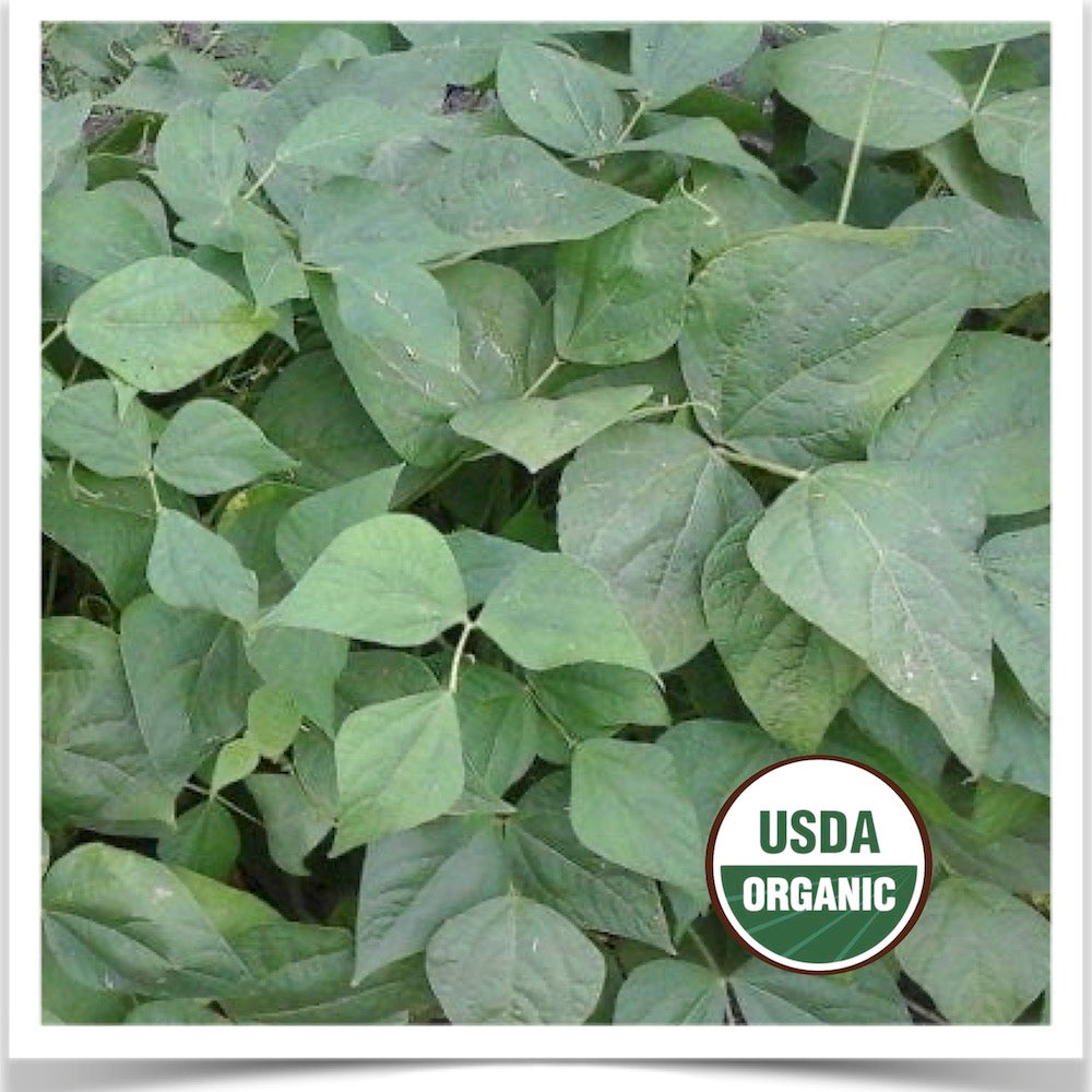 Early Contender green bean plants grown from certified organic seed.