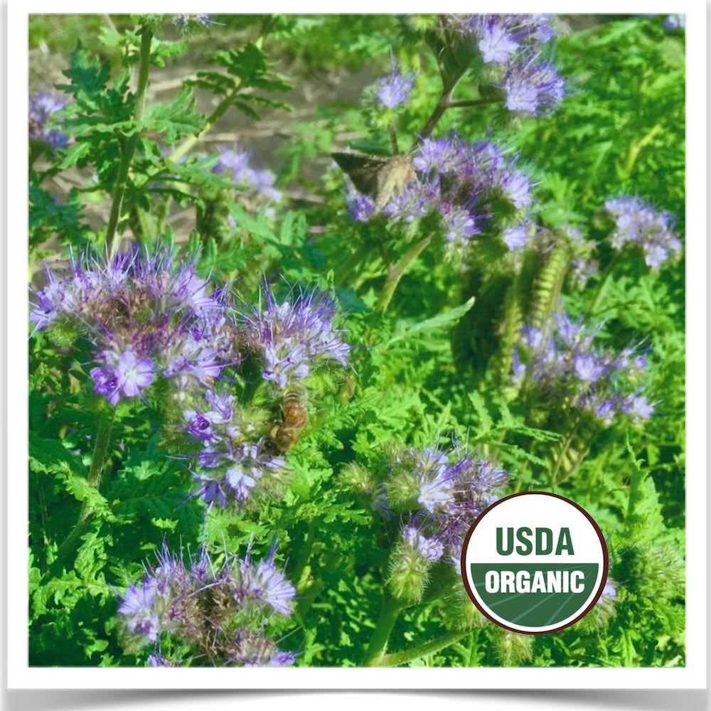 Lacy Phacelia flowers blooming and attracting honeybees.