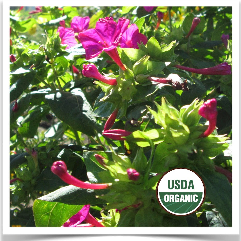 Pink four o'clocks grown from certified organic seed at Prairie Road Organic Seed.