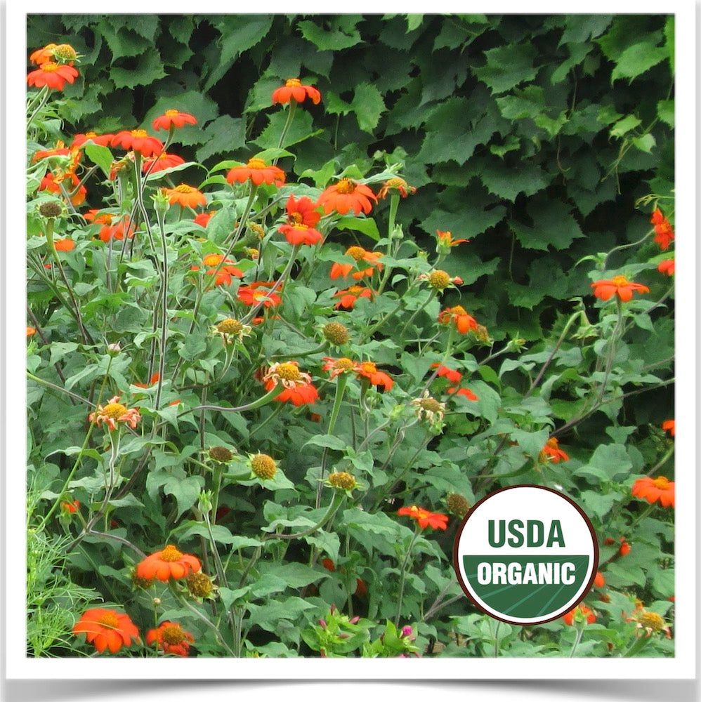 Prairie Road Organic Seed Torch mexican sunflower grown from certified organic seed