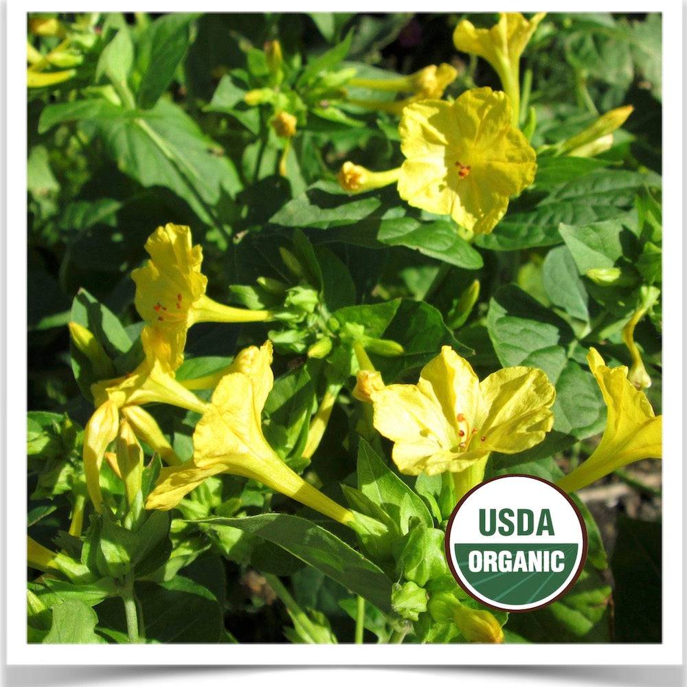 Yellow four o'clocks grown from certified organic seed at Prairie Road Organic Seed.