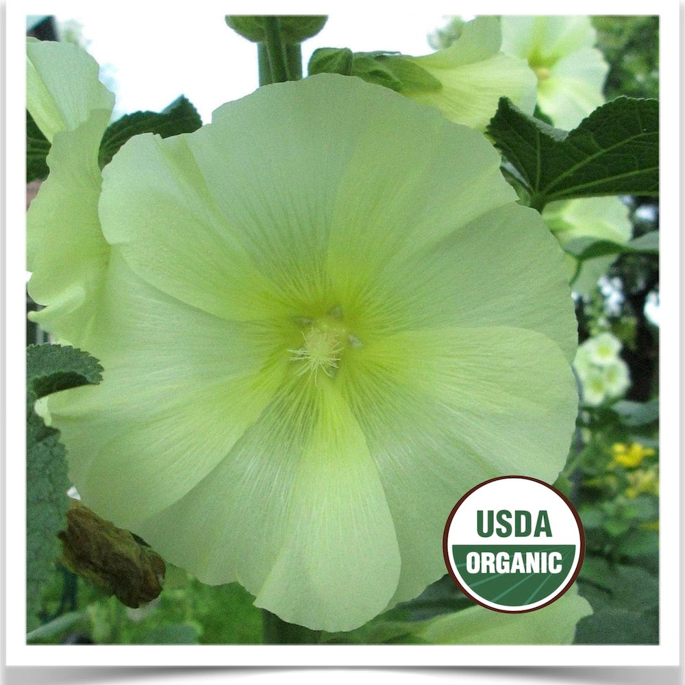 Flower, Hollyhock: Cottage Garden Mix