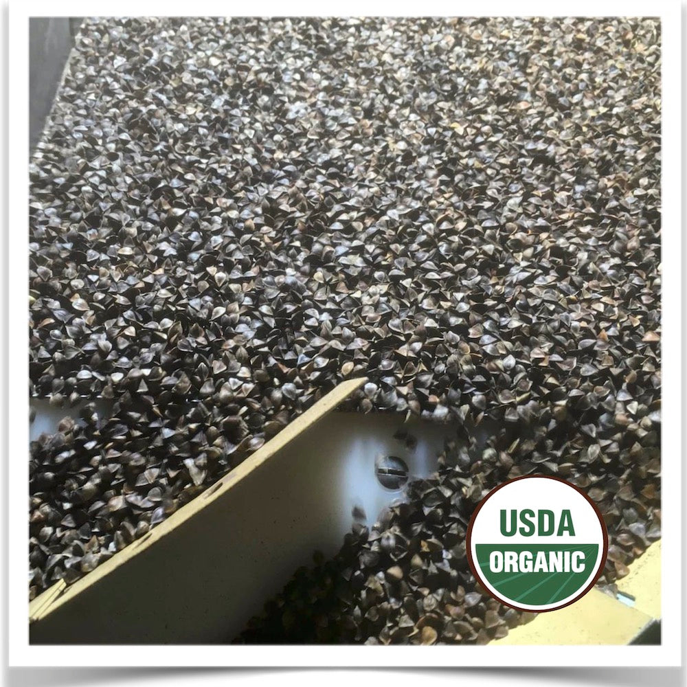 Buckwheat being cleaned for good test weight at Prairie Road Organic Seed