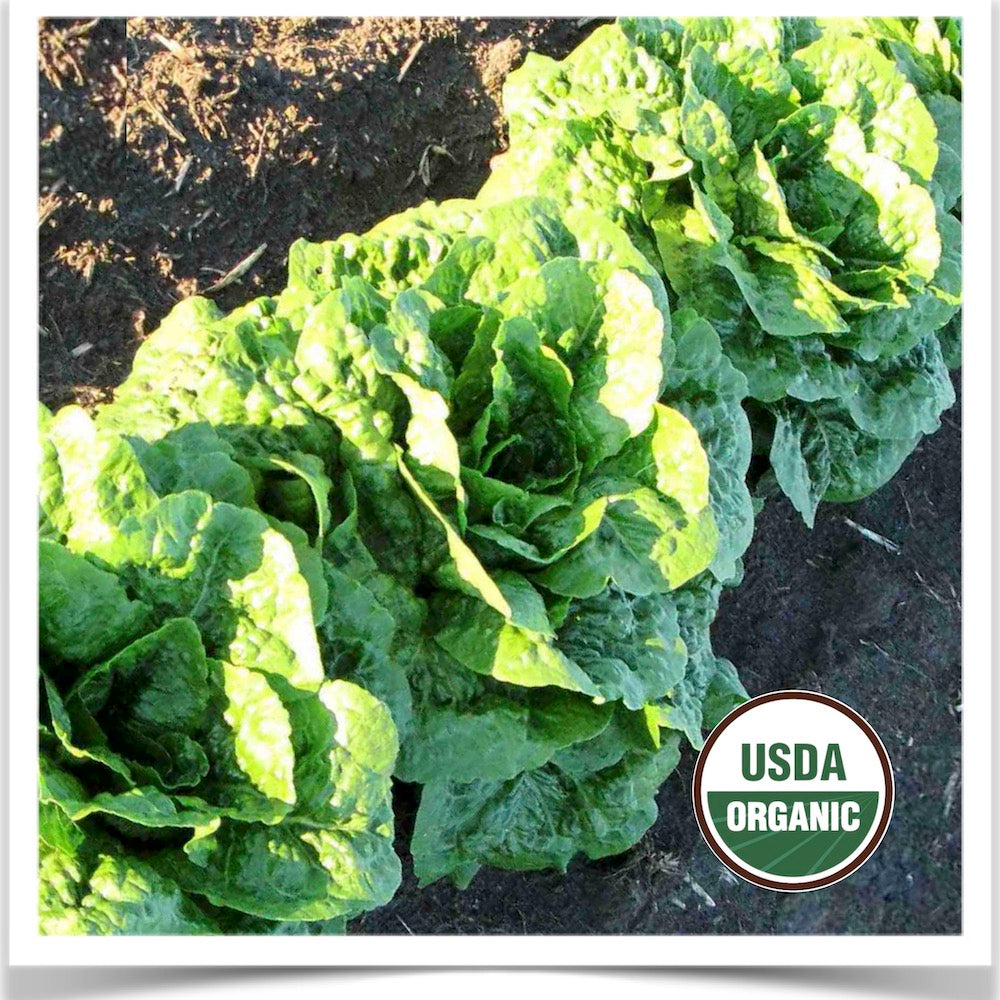 Prairie Road Organic Seed Romulus lettuce grown from certified organic seed.