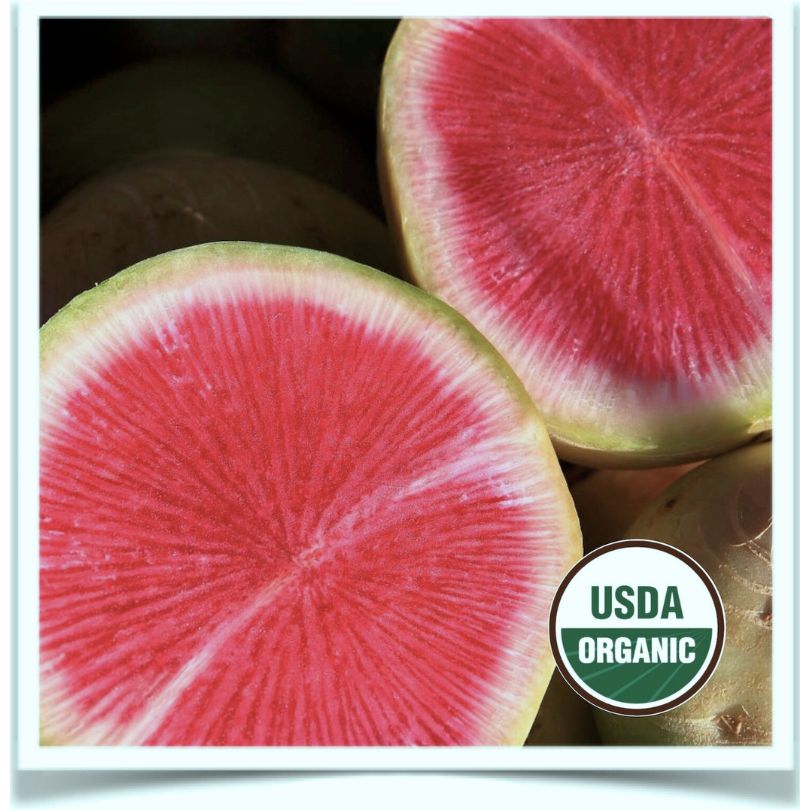 Watermelon radish cut in half at Prairie Road Organic Seed