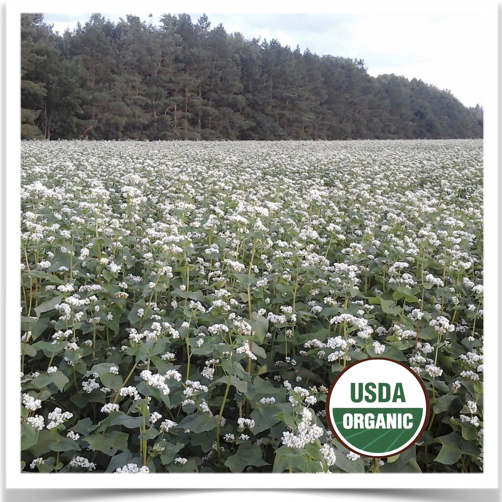 Closeup of Prairie Road Organic Seed cover crop field of Manor buckwheat's white flowers.