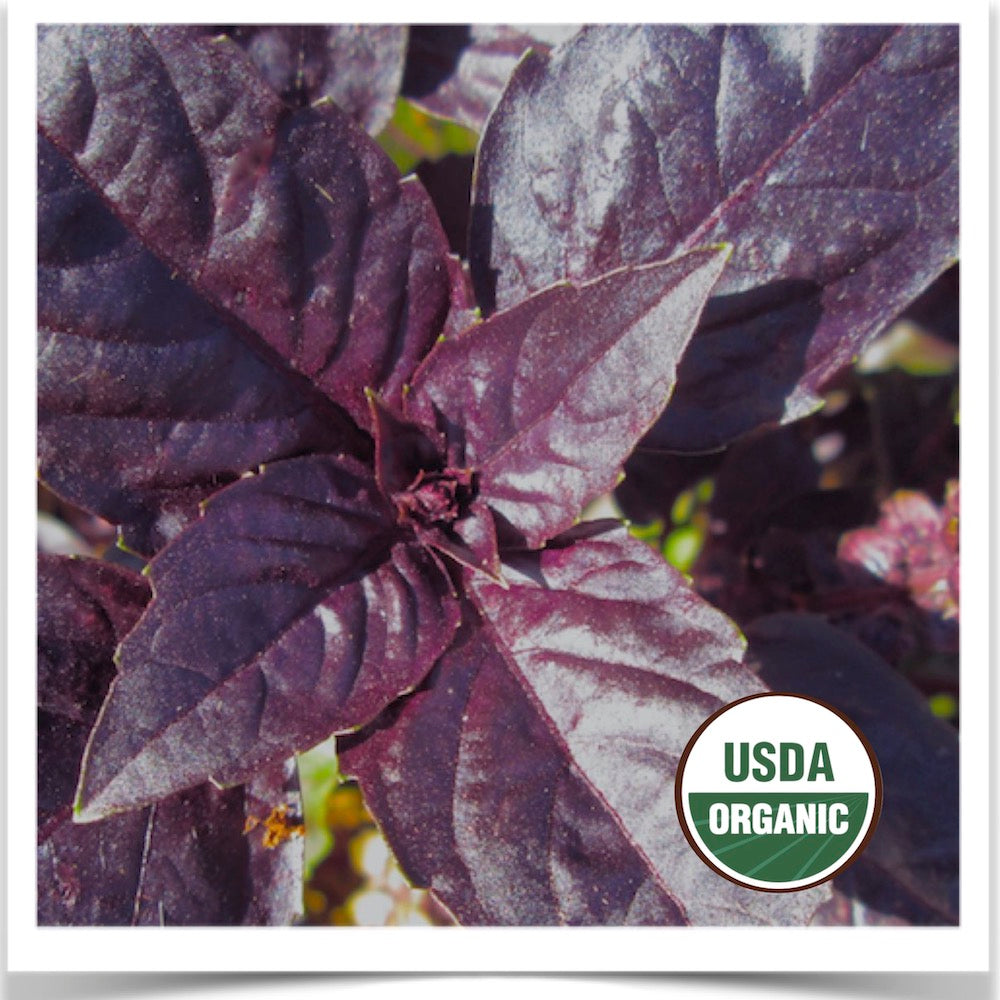 Prairie Road Organic Seed Red Rubin basil grown from certified organic seed.