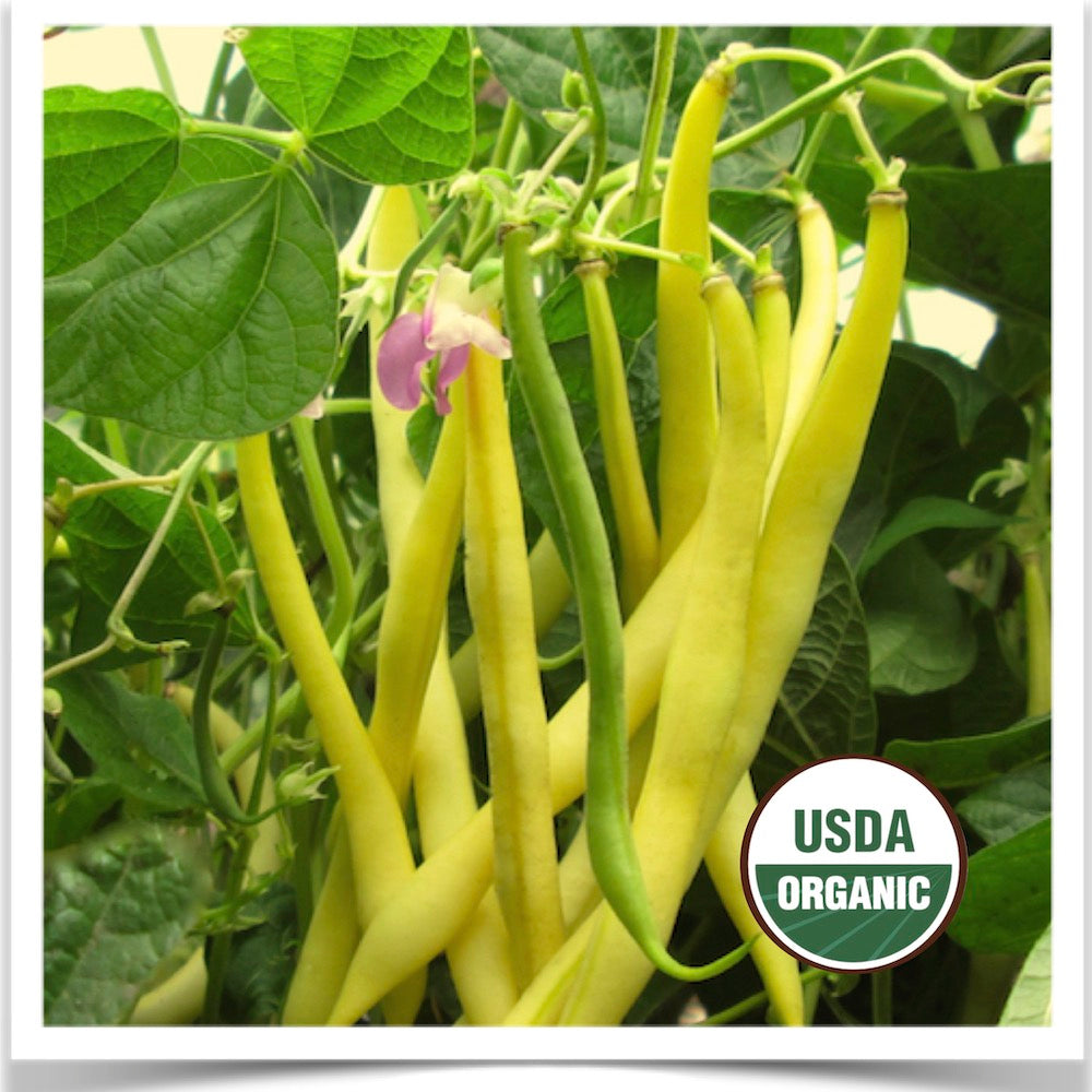 Prairie Road Organic Seed Golden Rocky yellow wax bean grown from certified organic seed