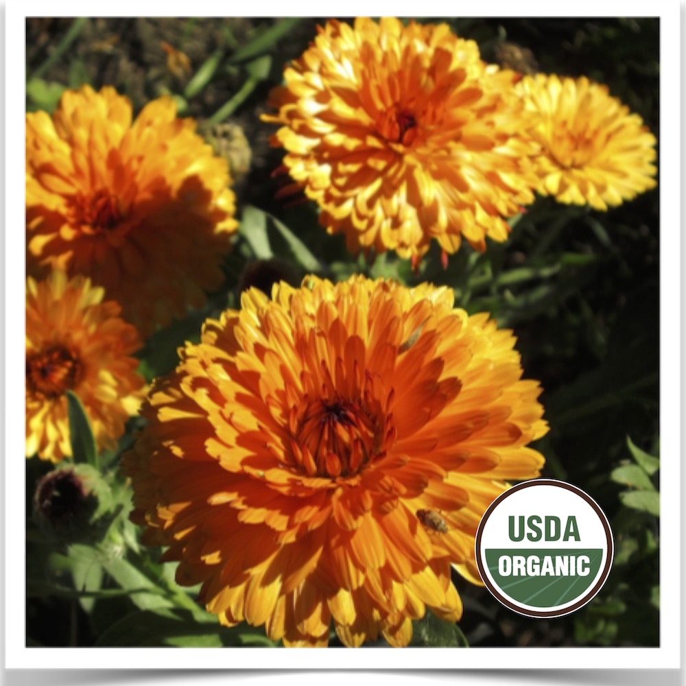 Prairie Road Organic Seed Calendula grown from certified organic seed