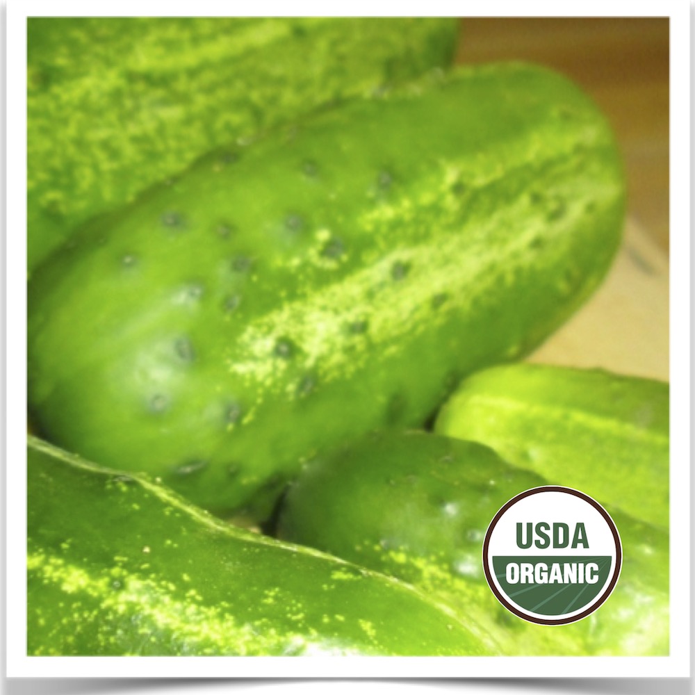 Homegrown Homemade Pickles cucumbers washed and ready for pickling at Prairie Road Organic Seed.