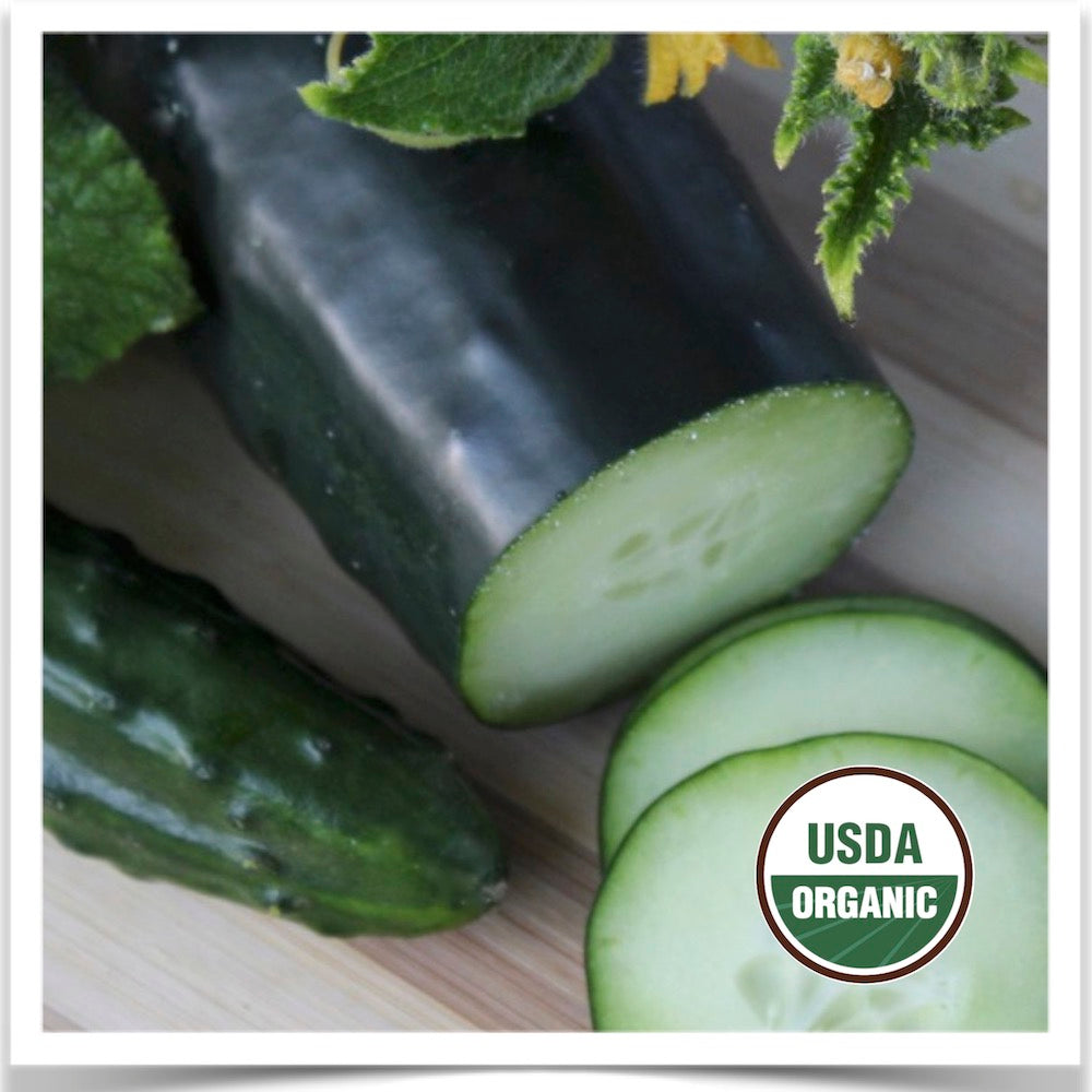 Prairie Road Organic Seed Marketmore cucumber grown from certified organic seed.