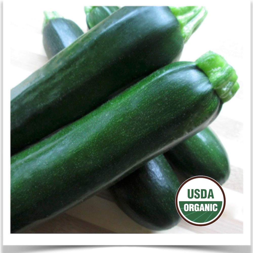 Dark Star zucchini grown at Prairie Road Organic Seed from certified organic seed.