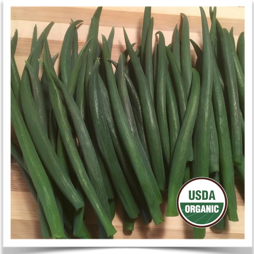 Prairie Road Organic Seed 's Dakota Winter onion spears grown from certified organic seed