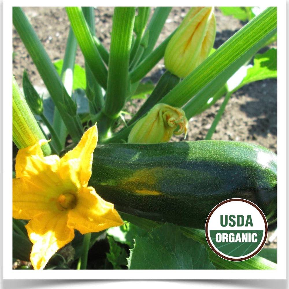 Dark Star zucchini growing in the garden at Prairie Road Organic Seed.