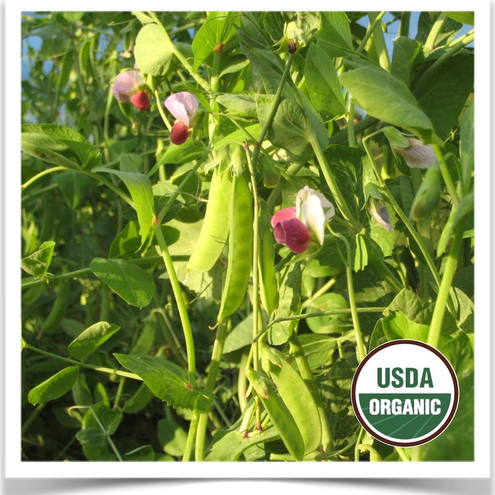 Dwarf Grey snow peas in full bloom at Prairie Road Organic Seed