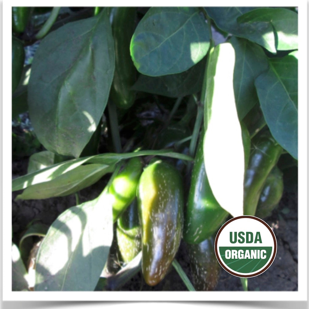 Prairie Road Organic Seed Early Jalapeño peppers growing in the garden at Prairie Road Organic Seed
