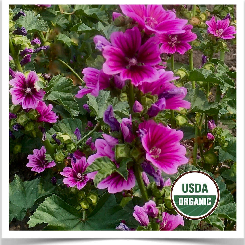 Prairie Road Organic Seed 's French Mallow grown from certified organic seed