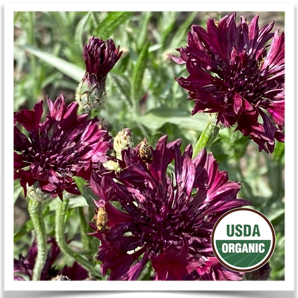 Garnet boy bachelor buttons blooming at Prairie Road Organic Seed