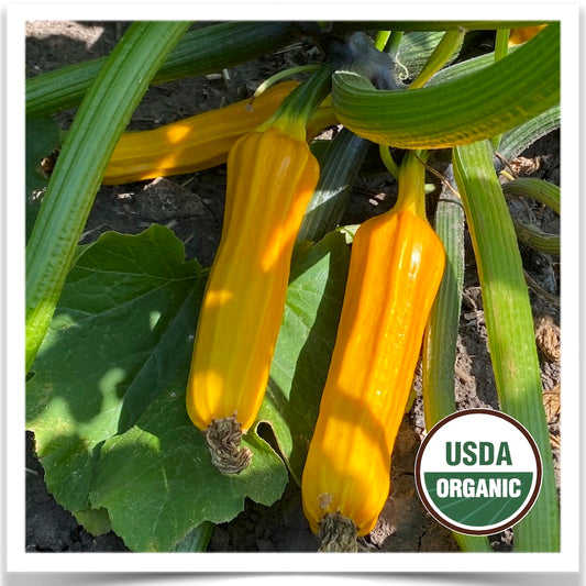 Goldini zucchini in production at Prairie Road Organic Seed grown from certified organic seed and registered with the OSSI-- Open Source Seed Initiative