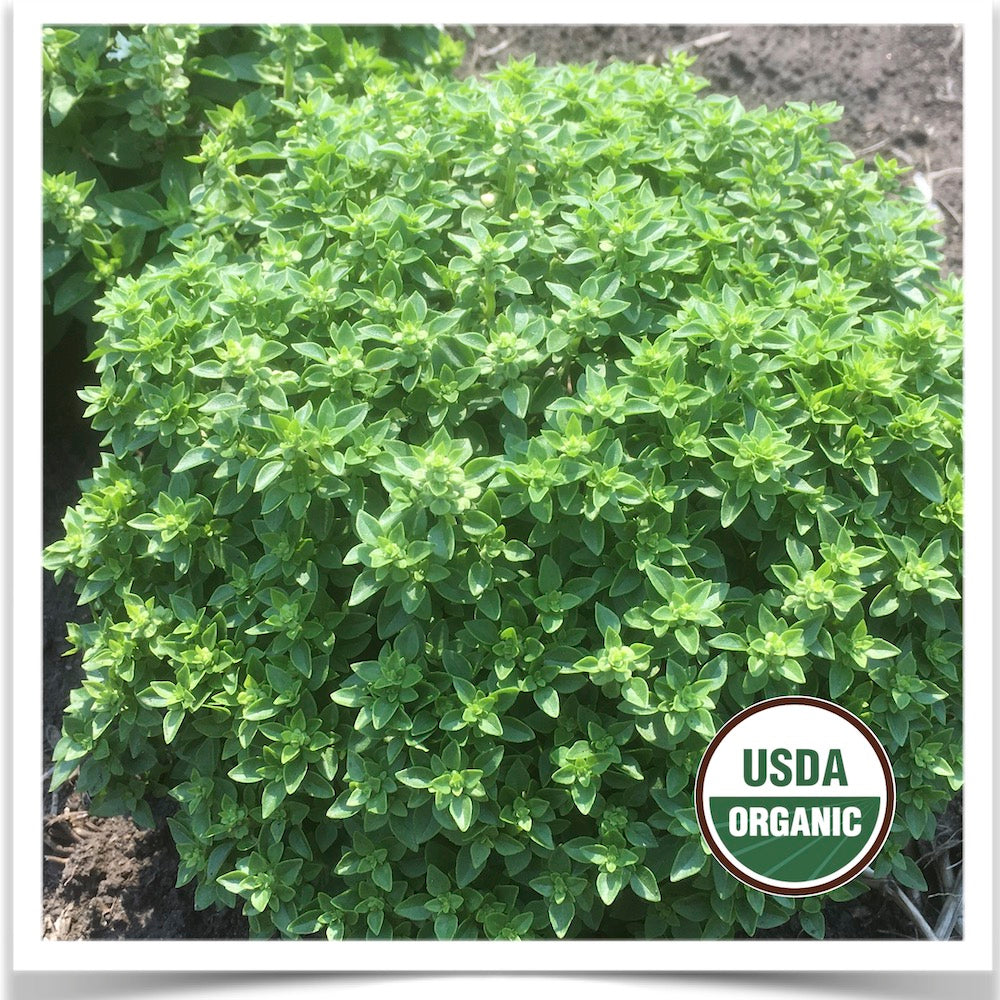 Prairie Road Organic Seed 's Greek Miniature basil grown from certified organic seed