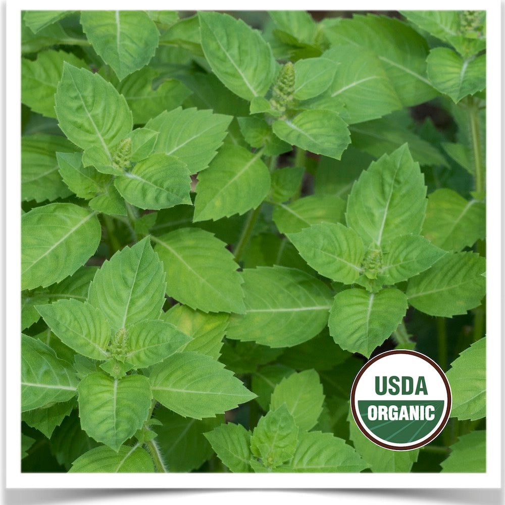 Prairie Road Organic Seed 's Holy basil grown from certified organic seed