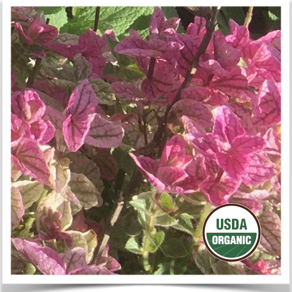Horminum sage flowering at Prairie Road Organic Seed
