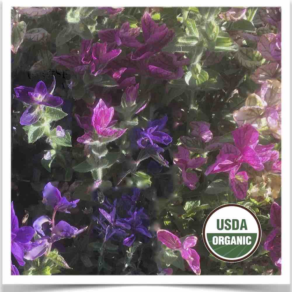 Horminum sage blooming at Prairie Road Organic Seed
