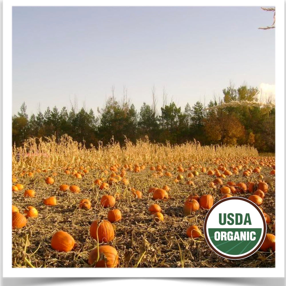 Prairie Road Organic Seed Howden pumpkins patch grown from certified organic seed.