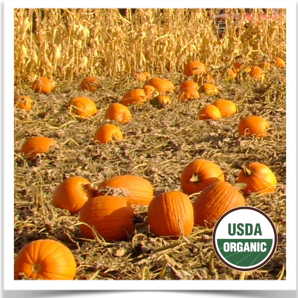 Prairie Road Organic Seed Howden pumpkins patch grown from certified organic seed.