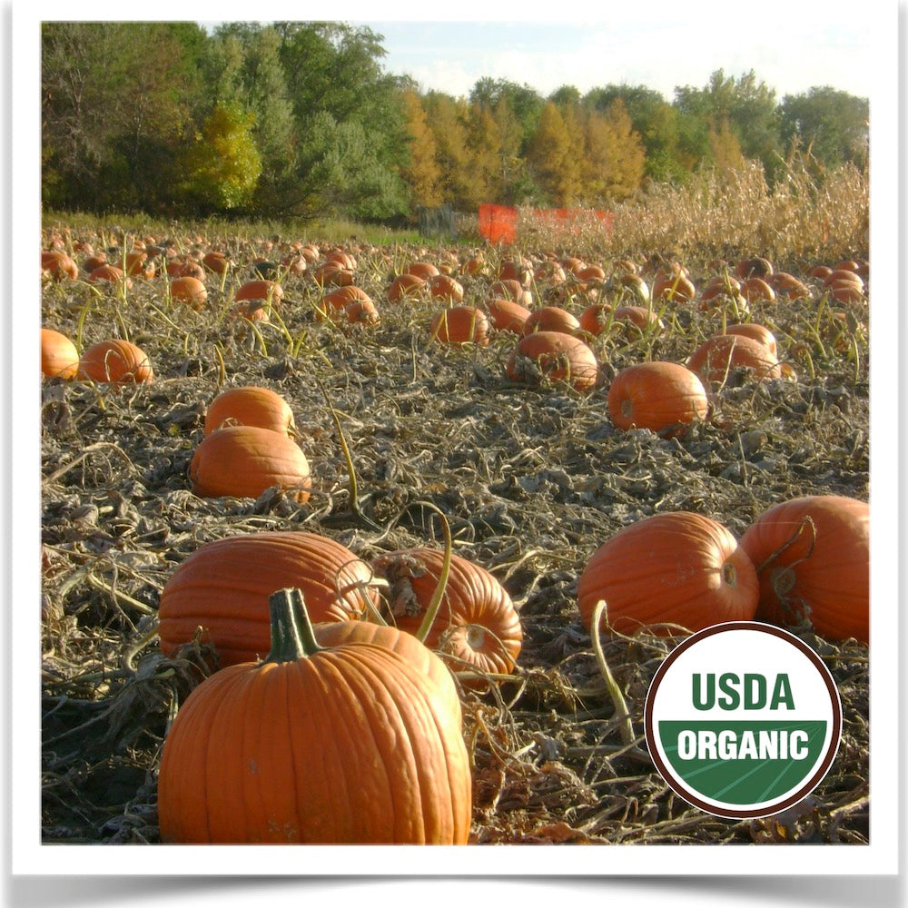 Prairie Road Organic Seed Howden pumpkins patch grown from certified organic seed.