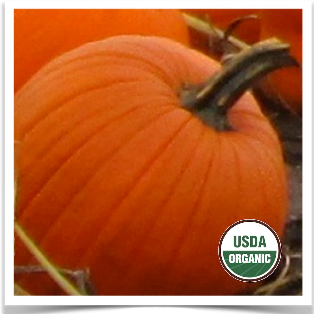 Prairie Road Organic Seed Howden jack-o-lantern pumpkins grown from certified organic seed.