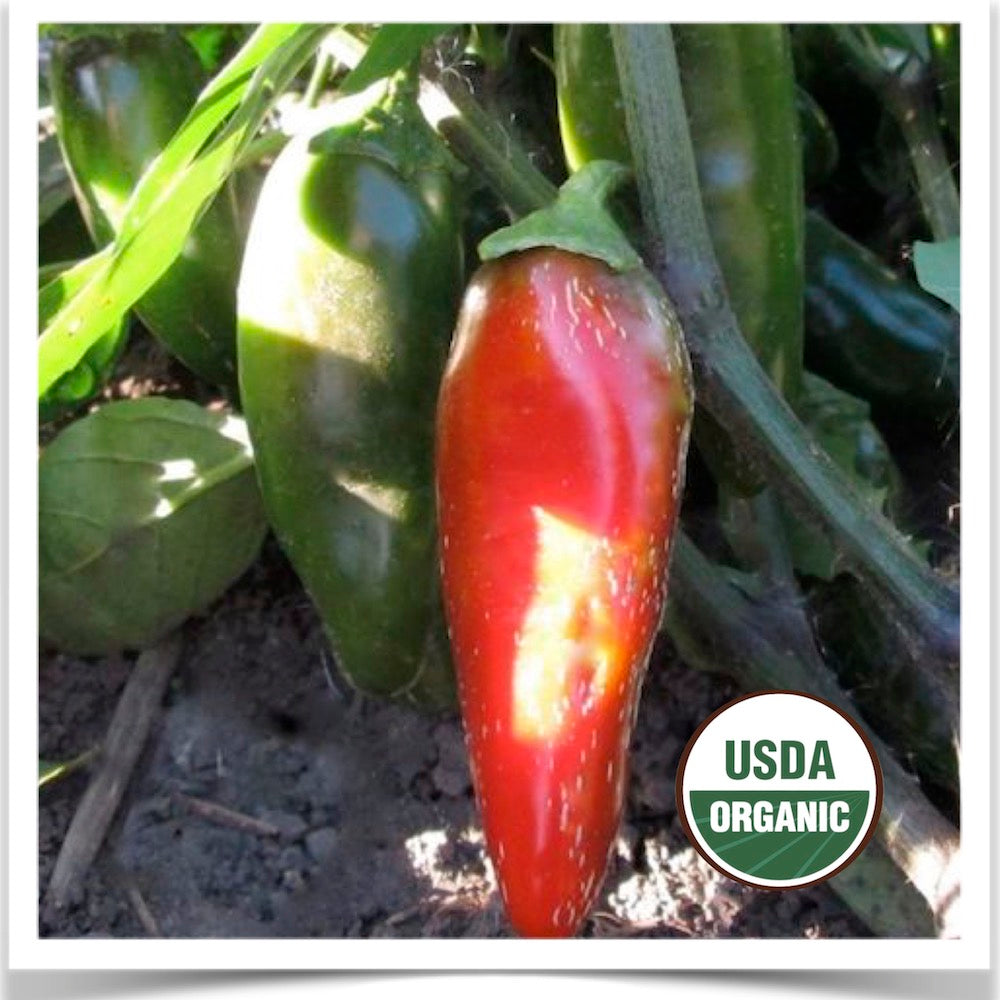 Prairie Road Organic Seed Early Jalapeño peppers growing in the garden at Prairie Road Organic Seed