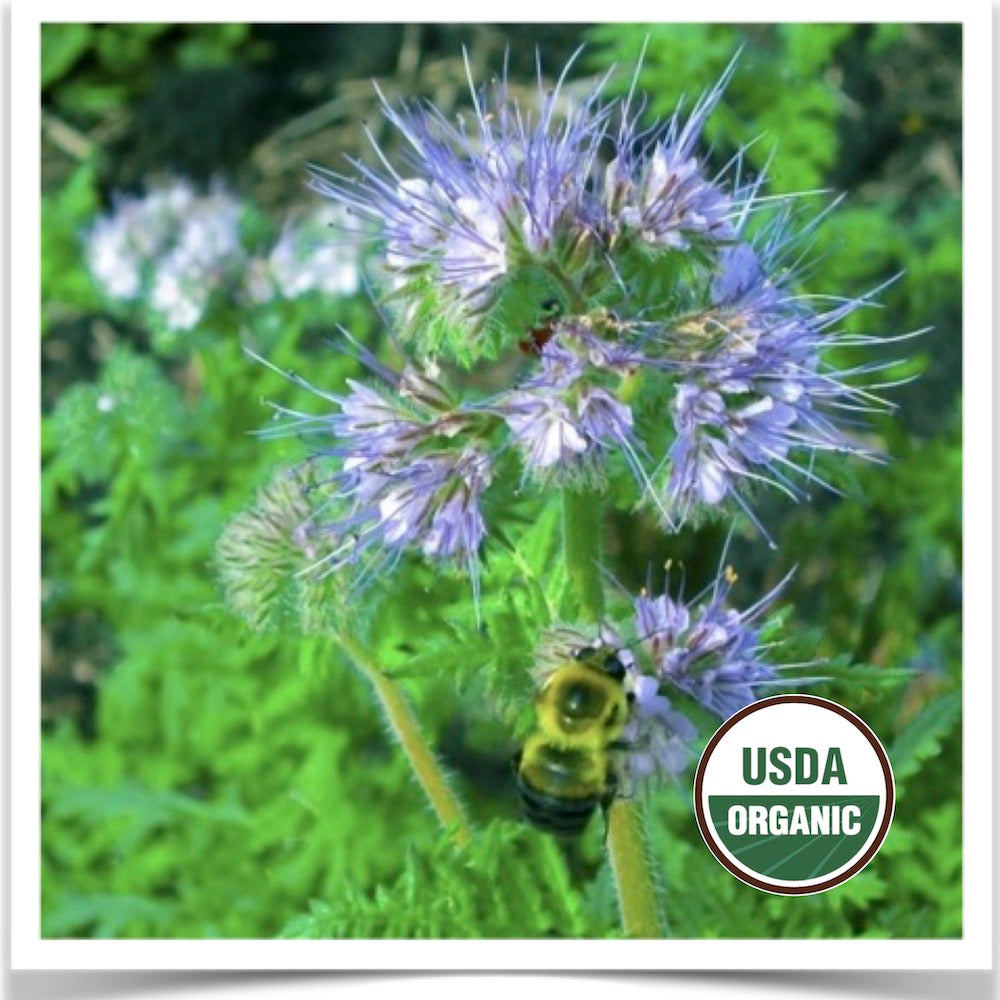 Lacy Phacelia in full bloom and attracting honeybees with its nectar.