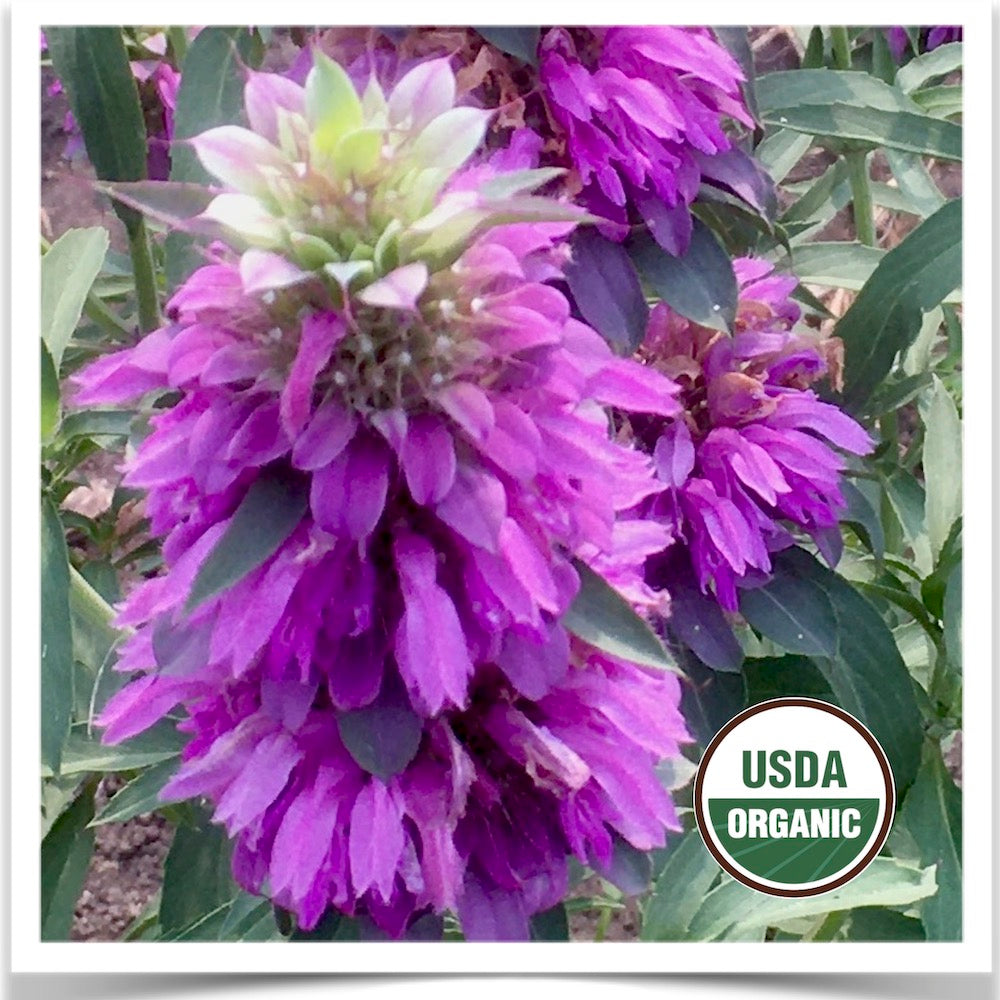 Prairie Road Organic Seed 's Lemon Bergamot blooming; grown from certified organic seed.