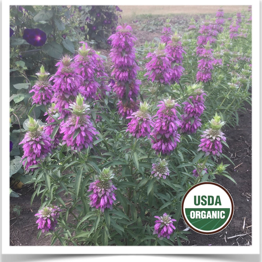 Prairie Road Organic Seed 's Lemon Bergamot flowering; grown from certified organic seed.