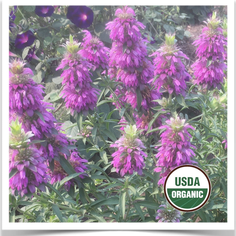 Prairie Road Organic Seed 's Lemon Bergamot flowering and grown from certified organic seed.