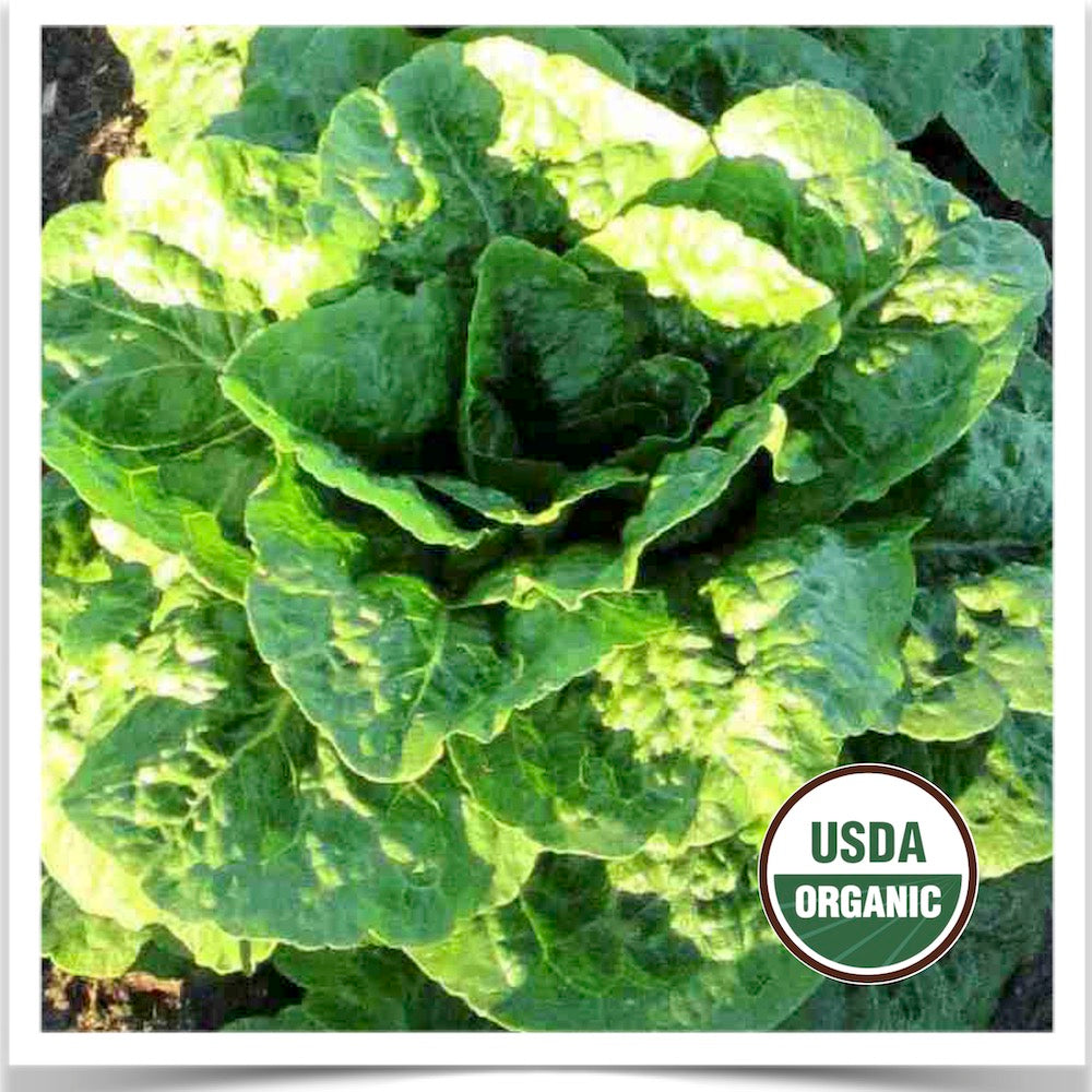 Prairie Road Organic Seed Romulus lettuce grown from certified organic seed.