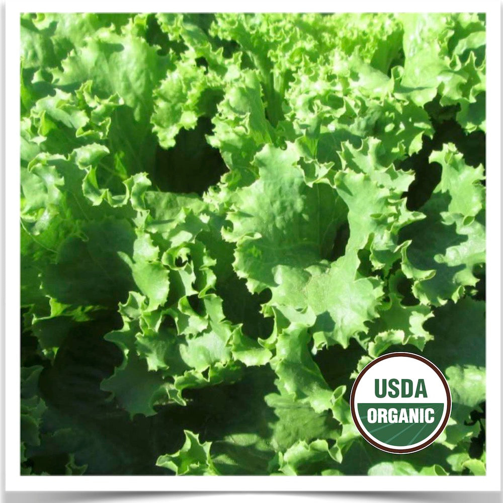 Prairie Road Organic Seed Waldmann's lettuce grown from certified organic seed.