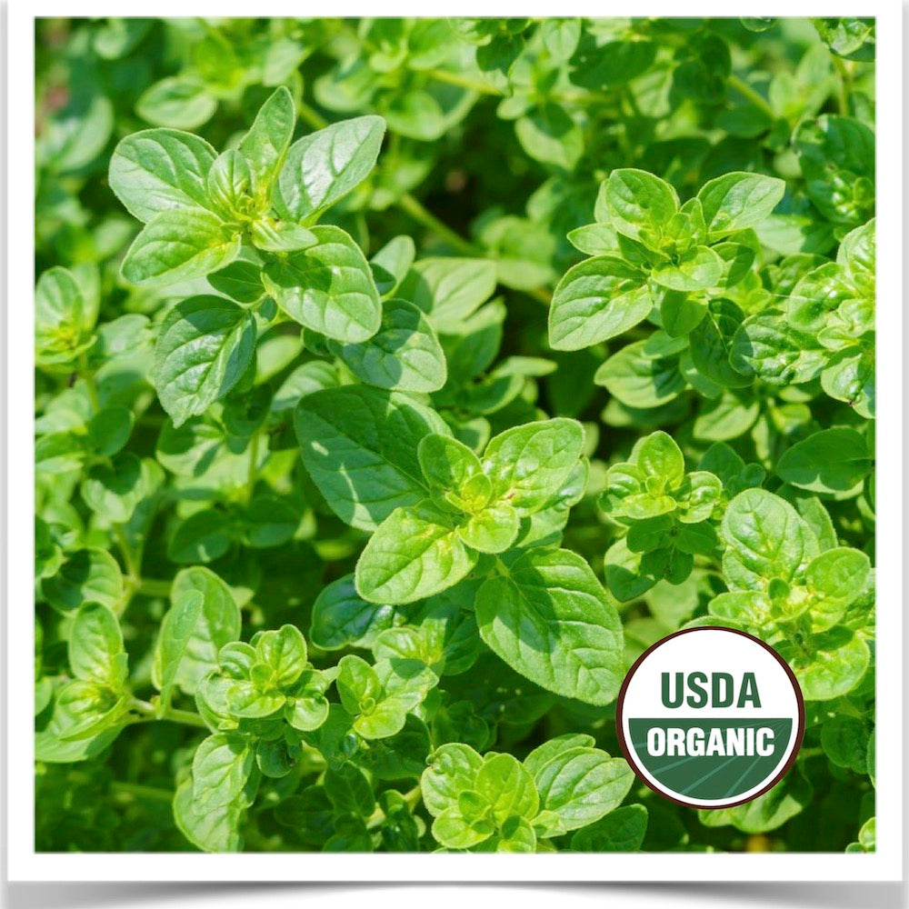 Italian Oregano growing at Prairie Road Organic Seed