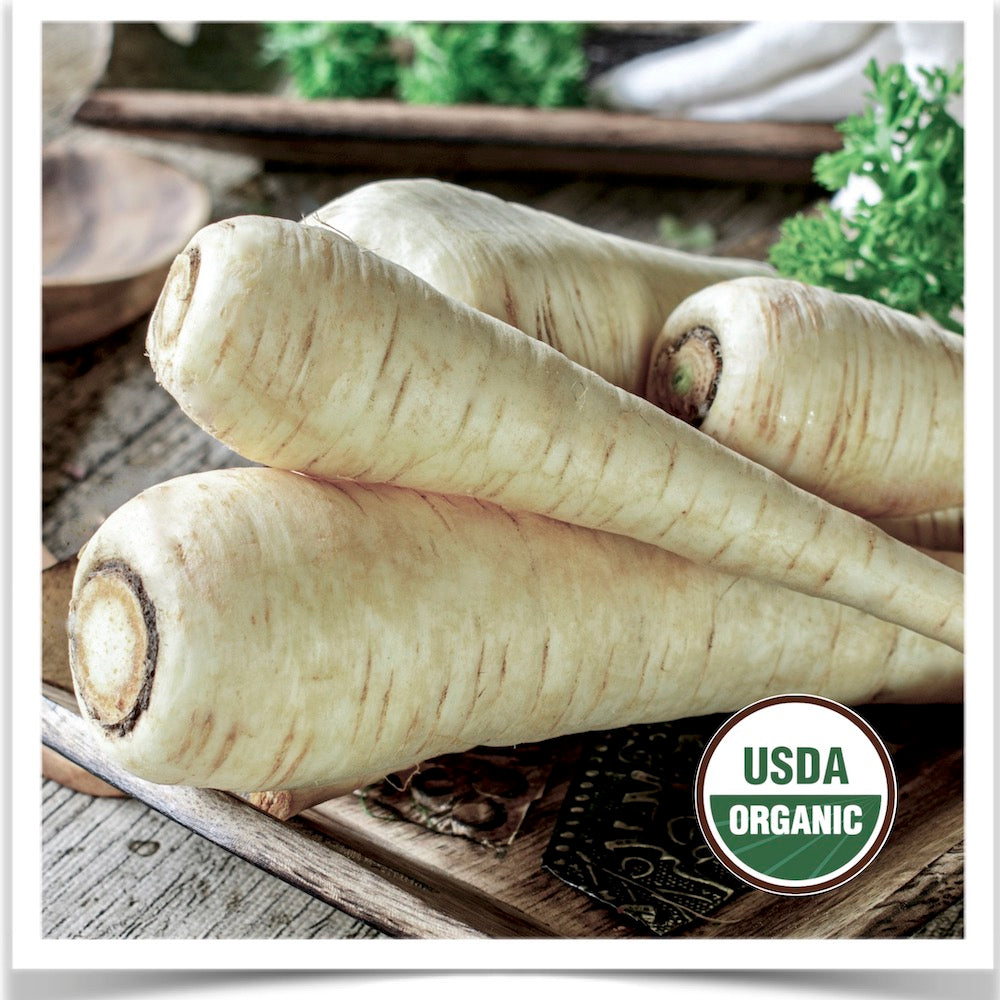 Prairie Road Organic Seed 's Turga parsnips grown from certified organic seed