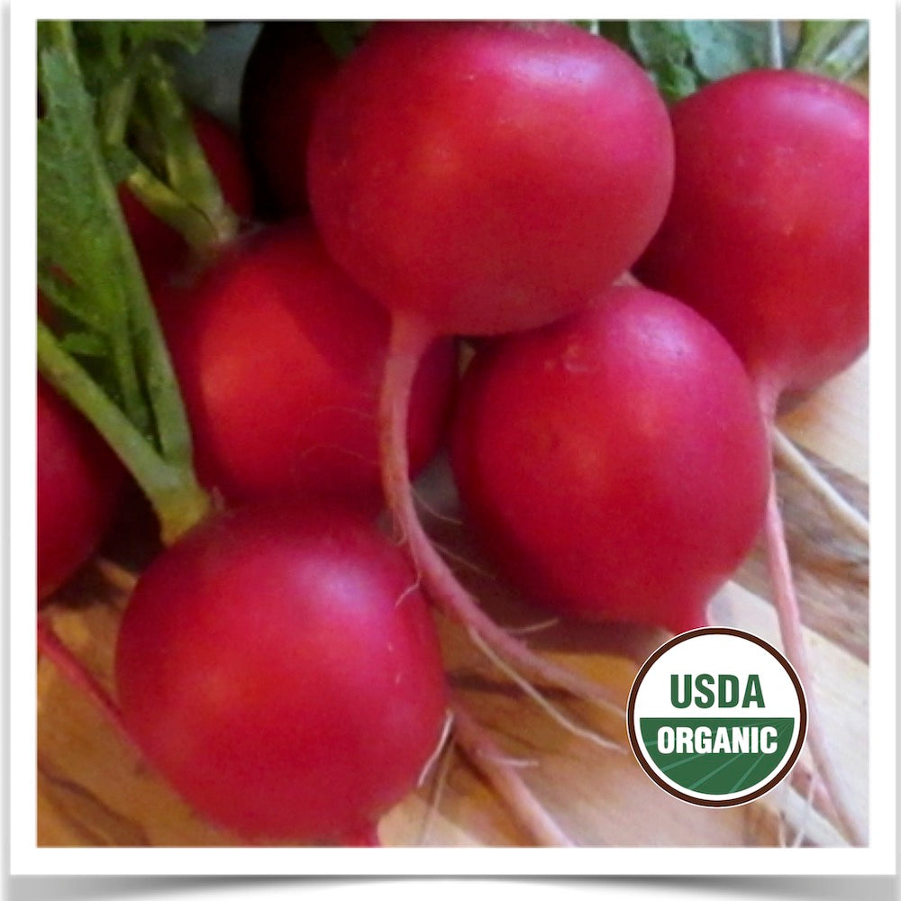 Prairie Road Organic Seed Raxe radish grown from certified organic seed