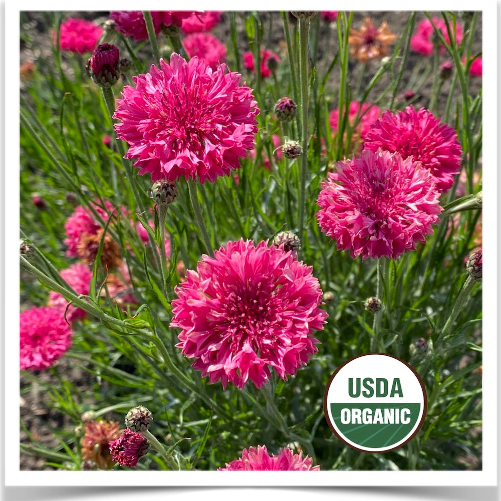 Red Boy bachelor buttons blooming at Prairie Road Organic Seed; grown from certified organic seed.